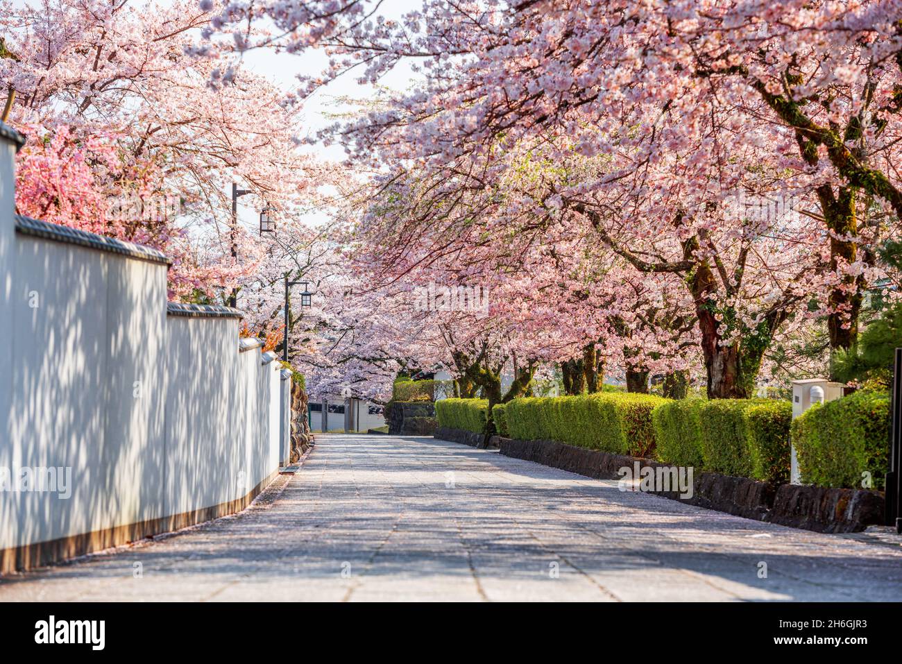 Shizuoka, le strade della città vecchia giapponese con fiori di ciliegio nella stagione primaverile. Foto Stock