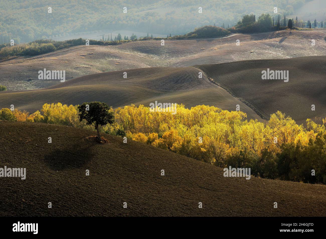 Veduta aerea del bellissimo paesaggio della Toscana in Italia, vicino Montalcino, colline coltivate a grano, campi arati gialli, alberi gialli in autunno. Foto Stock