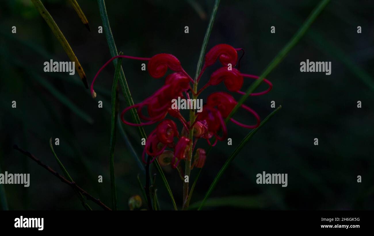 Grevillea banksii R.Br. grevillea delle banche, grevillea delle banche, grevillea di Forster, fiore di Kahili, Byfield-waratah, Quercia setosa nana Foto Stock