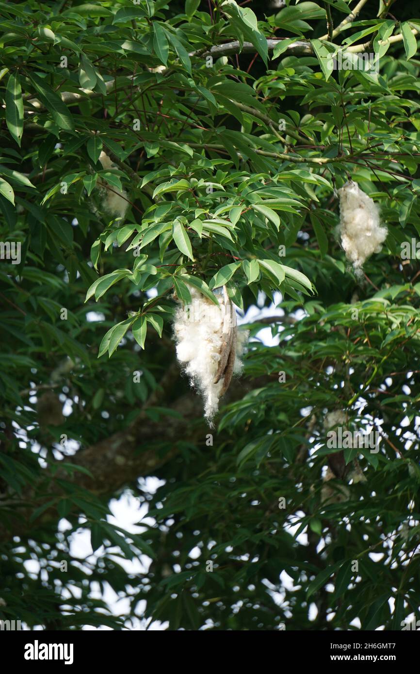 Ceiba pentandra (cotone, Java kapok, seta cotone, samauma) con sfondo naturale. Indonesiano ha usato questa pianta come letto Foto Stock