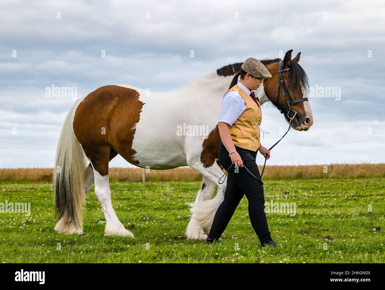 Spettacolo estivo di cavalli: Una donna che indossa un cappello piatto che conduce un cavallo Gypsy COB in un campo, East Lothian, Scozia, Regno Unito Foto Stock