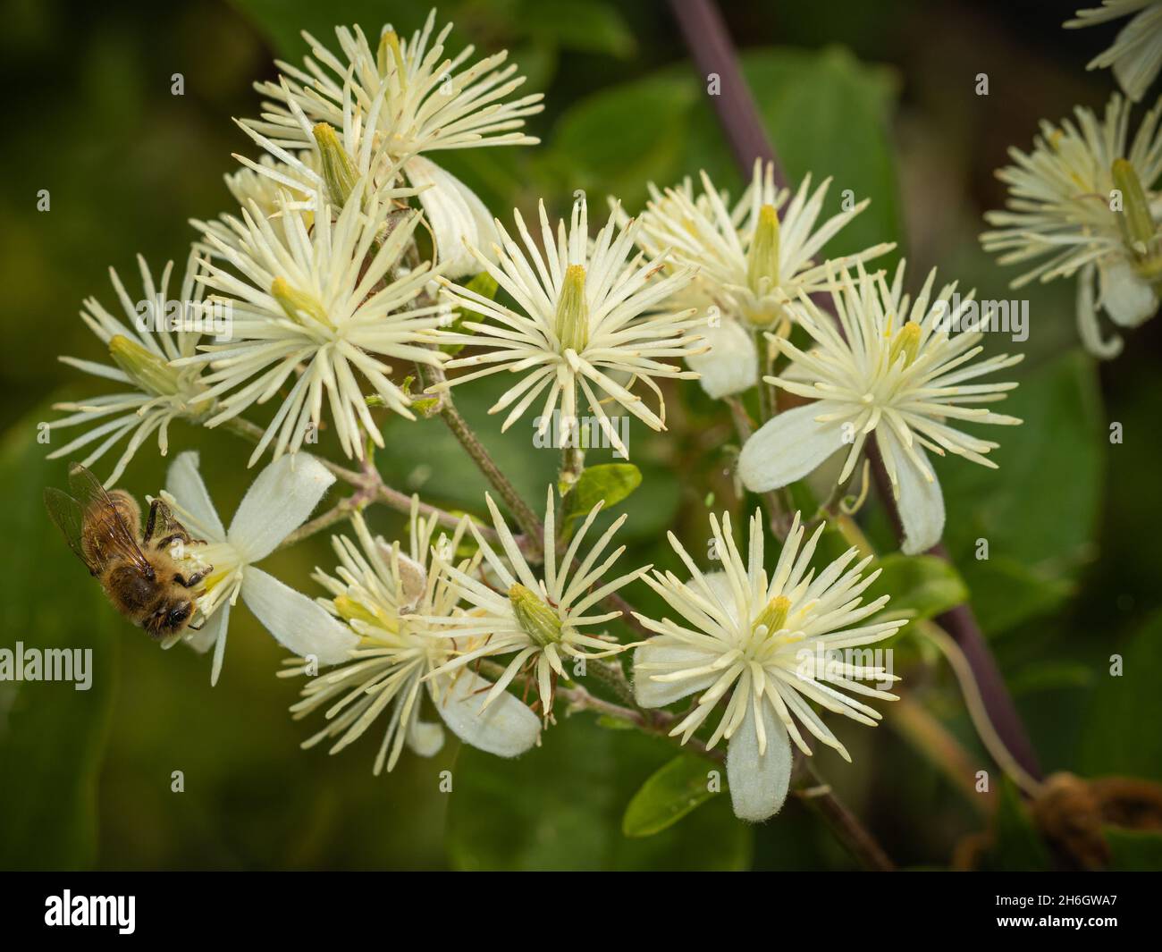 ape su un gruppo di fiori bianchi Foto Stock