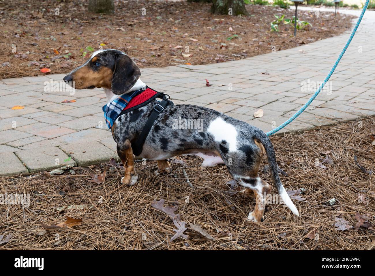 Vista laterale del profilo di un dachshund maschio ad occhio blu, applaiato su un guinzaglio con un'imbracatura e un neckerchief a plaid, aspetto orizzontale Foto Stock