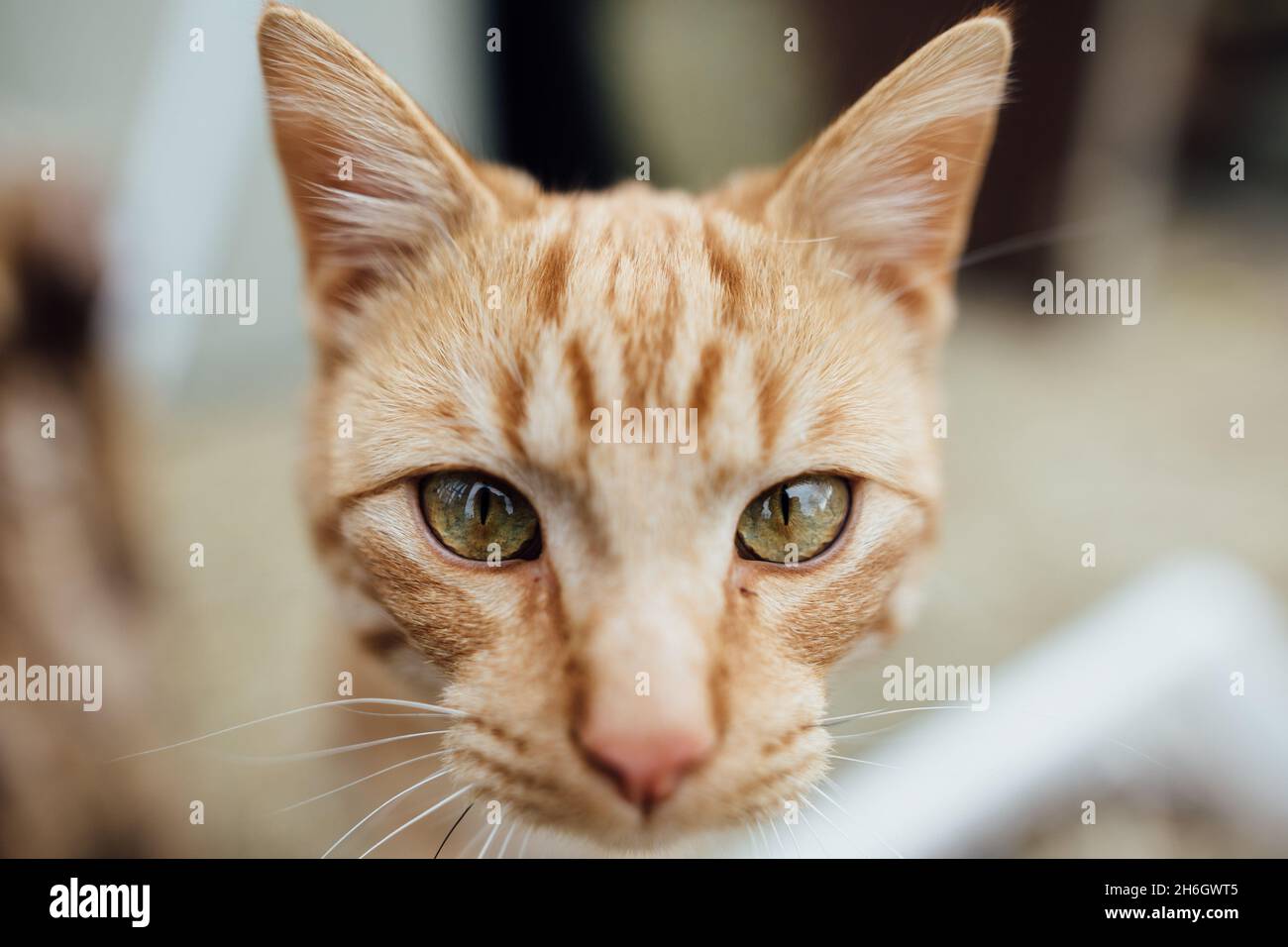 Primo piano del volto di gatto arancione con occhi verdi Foto Stock
