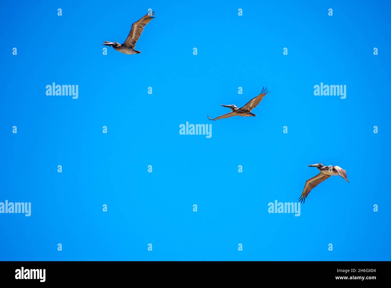 Grandi uccelli acquatici a scivolare attraverso il cielo e godendo della brezza di esso Foto Stock