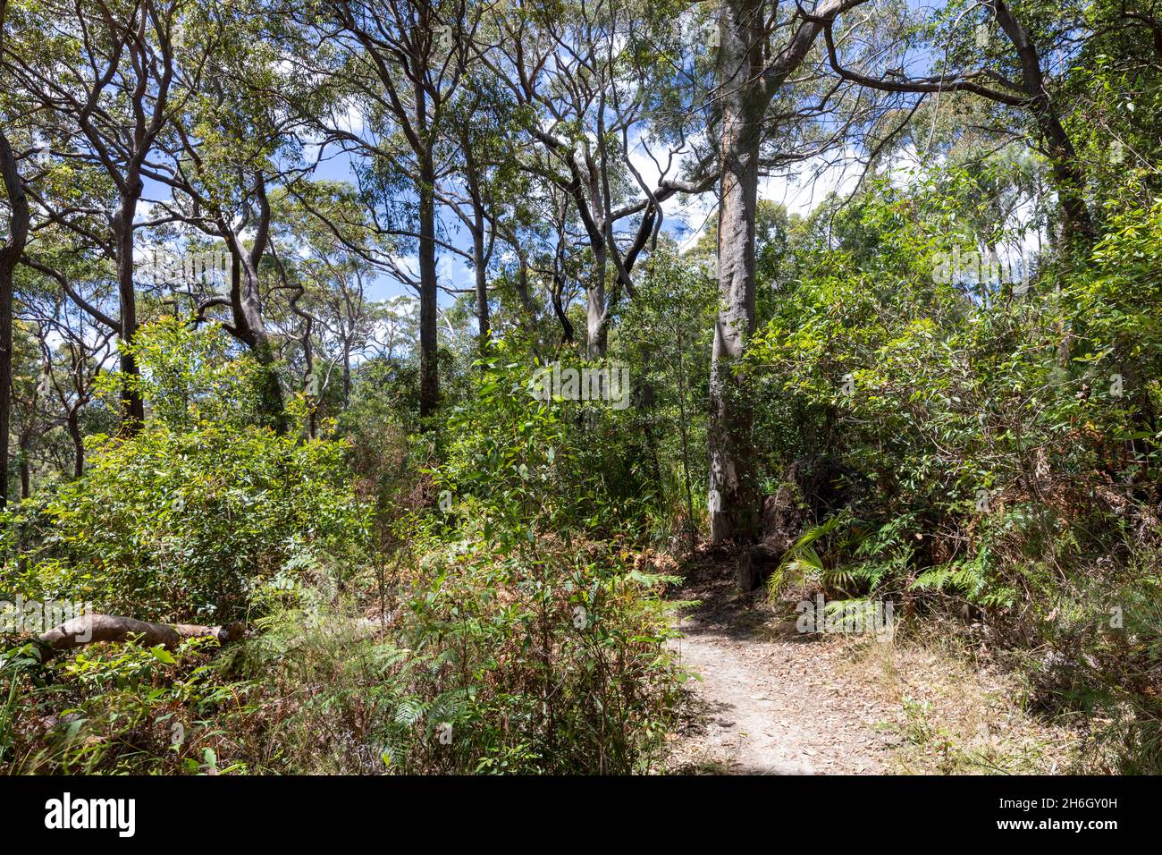 Riserva del bush di Angophora in Avalon Beach e Clareville, un santuario urbano della fauna selvatica, di significato culturale e del patrimonio a Sydney, NSW, Australia Foto Stock