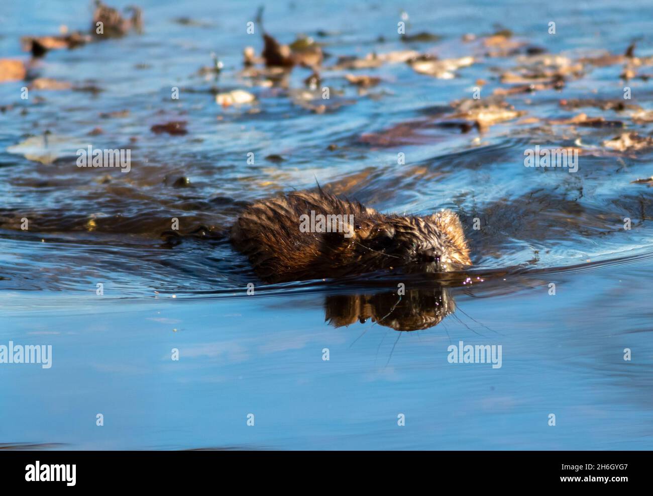 Comune Muskrat nuoto verso la macchina fotografica in bella acqua blu frizzante Foto Stock