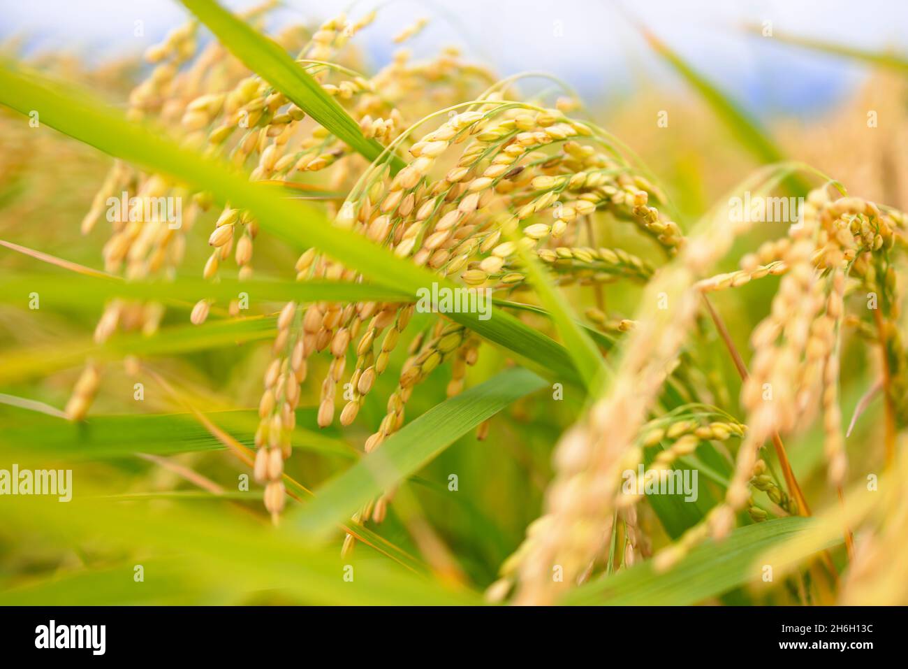 Primo piano delle orecchie di riso Foto Stock