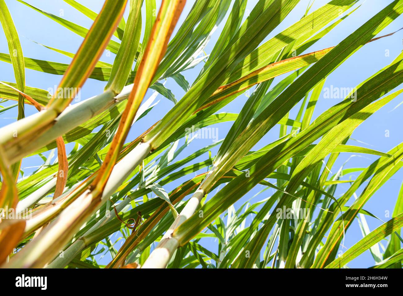 Piantagione di canna da zucchero colture in verde, albero tropicale pianta di canna da zucchero foglie dei campi verdi natura agricola fattoria, canna da zucchero pianta in cielo blu Foto Stock