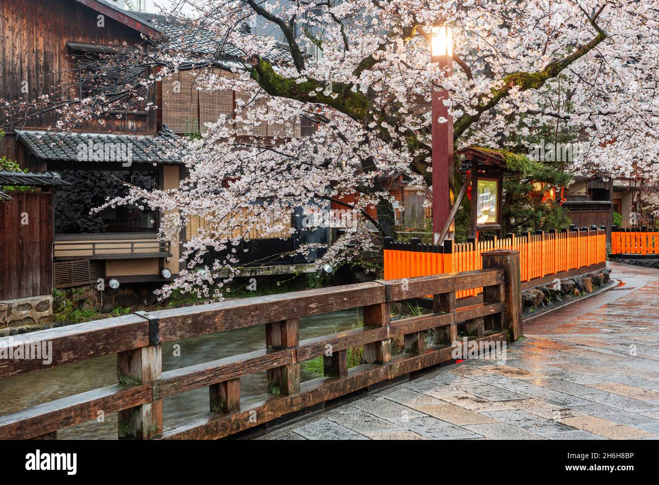 Kyoto, Giappone lungo Shirakawa Dori Street nella stagione primaverile. Foto Stock