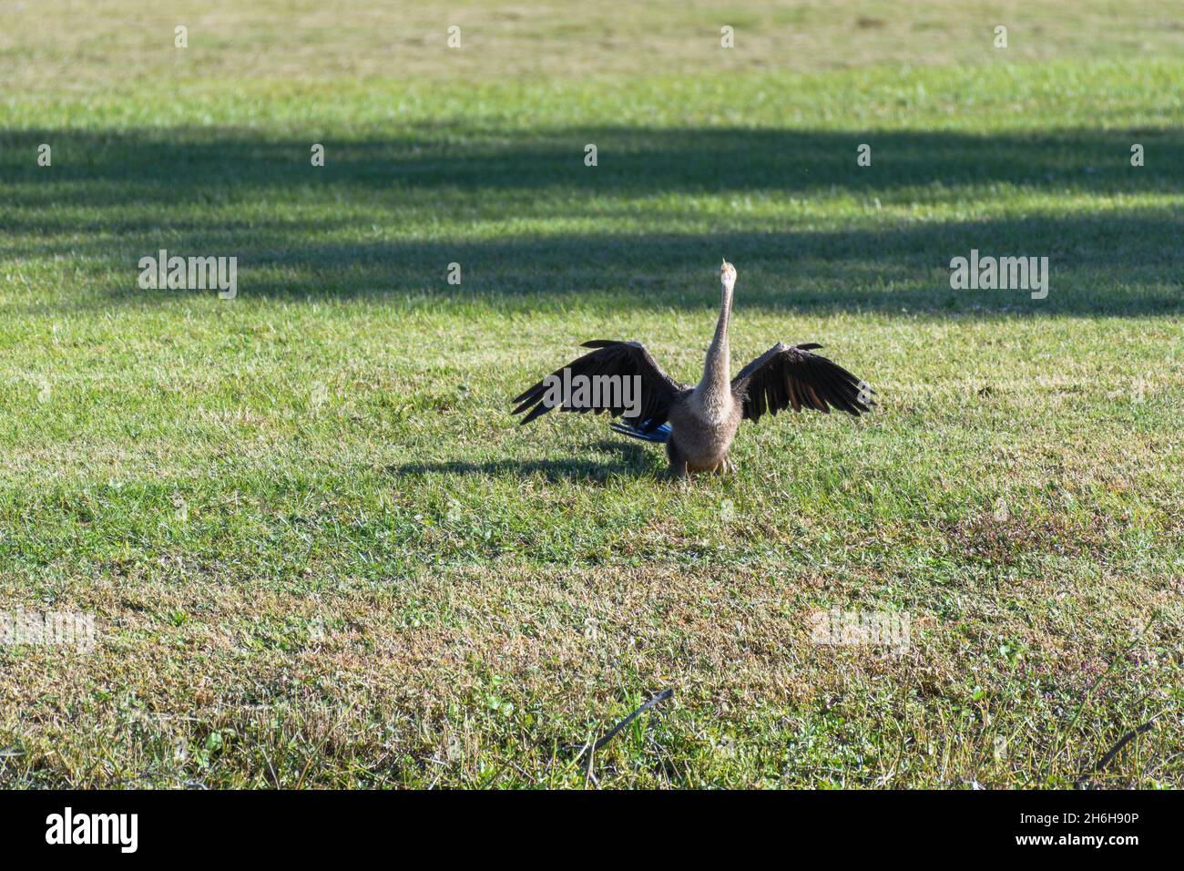 Anhinga prendere il sole al limitare di un campo da golf nel New Orleans City Park Foto Stock