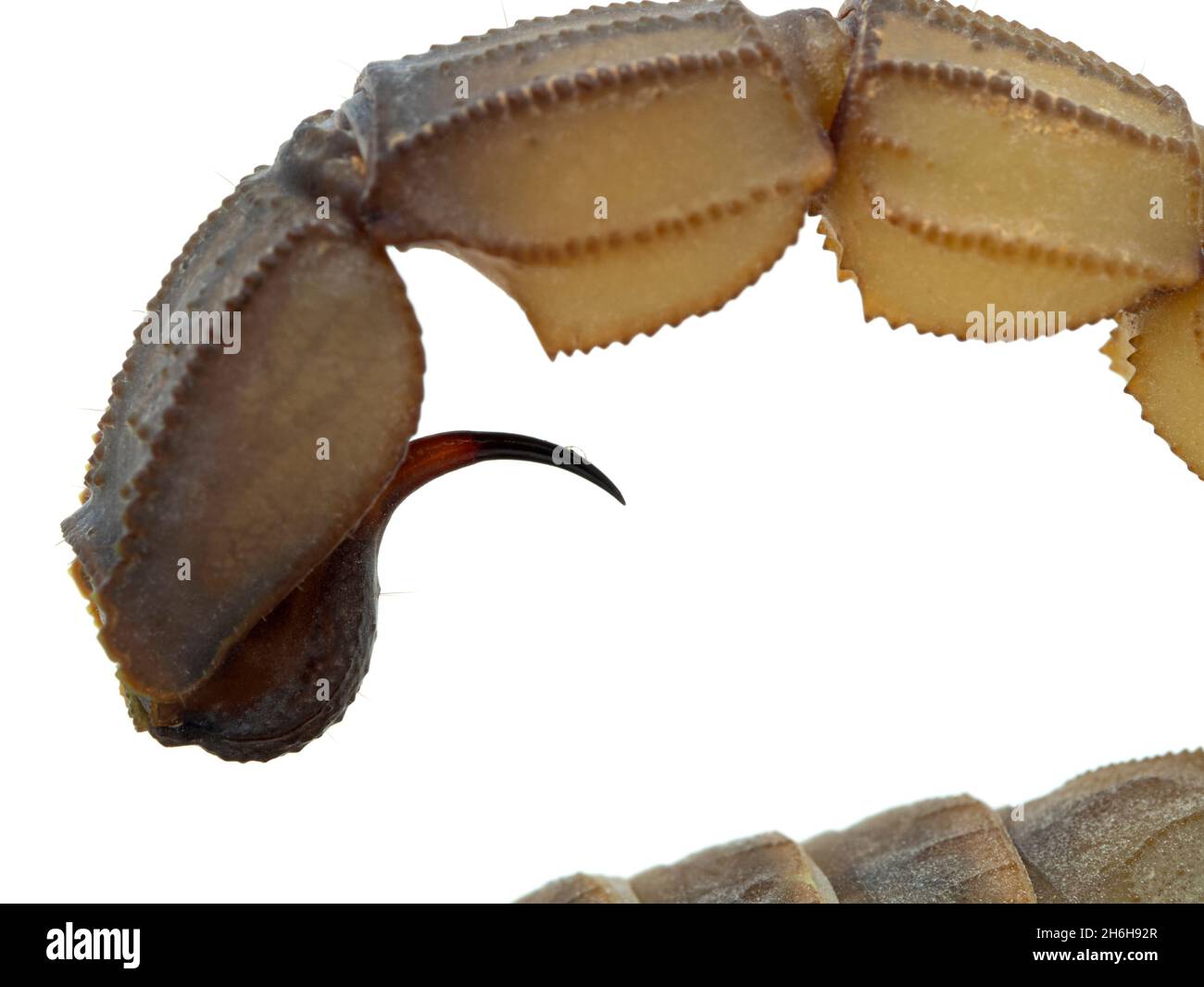 Primo piano della coda e stinger di uno scorpione di coda grassa altamente venomoso (Androctonus australis). Una piccola goccia di veleno è stata secreta dal bu Foto Stock