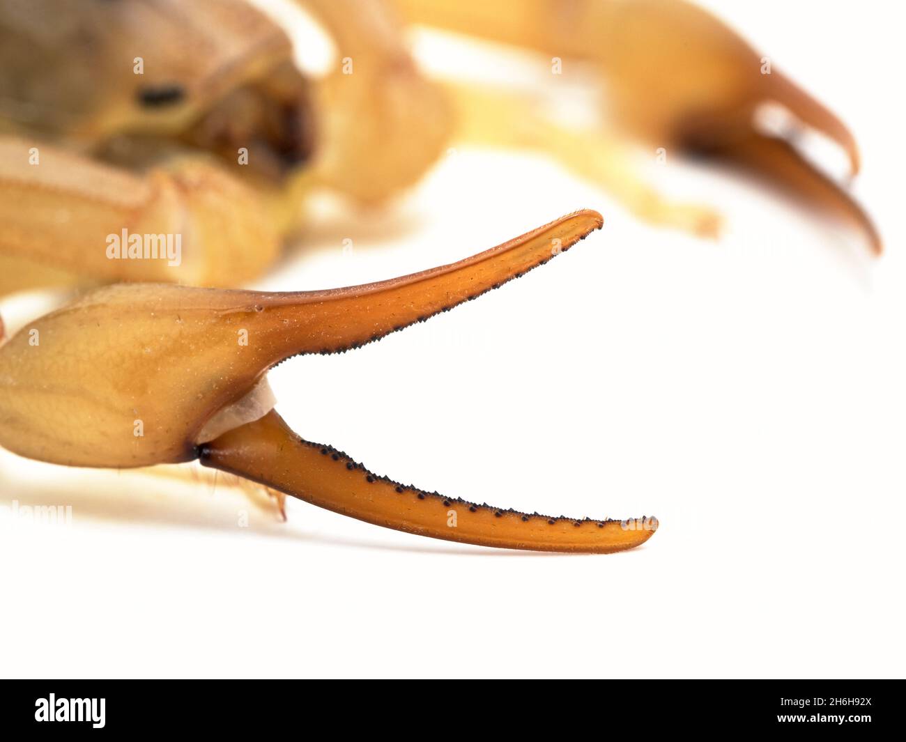 Primo piano del pincher (pedipalp) di uno scorpione di coda grassa altamente venomosa (Androctonus australis), isolato su bianco. Questa specie dal Nord Africa A. Foto Stock
