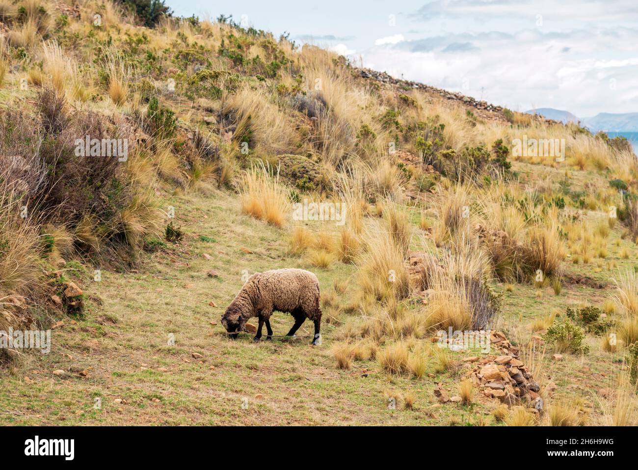 Paesaggio ad alta quota con pecore che mangiano erba secca in Bolivia Foto Stock