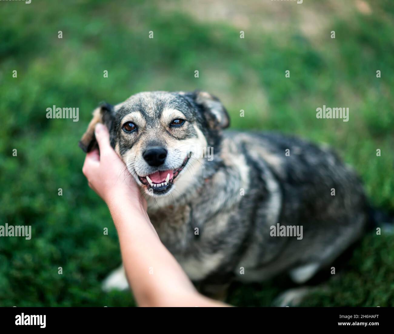 mano umana che stroking un cane contented carino durante il cortile Foto Stock