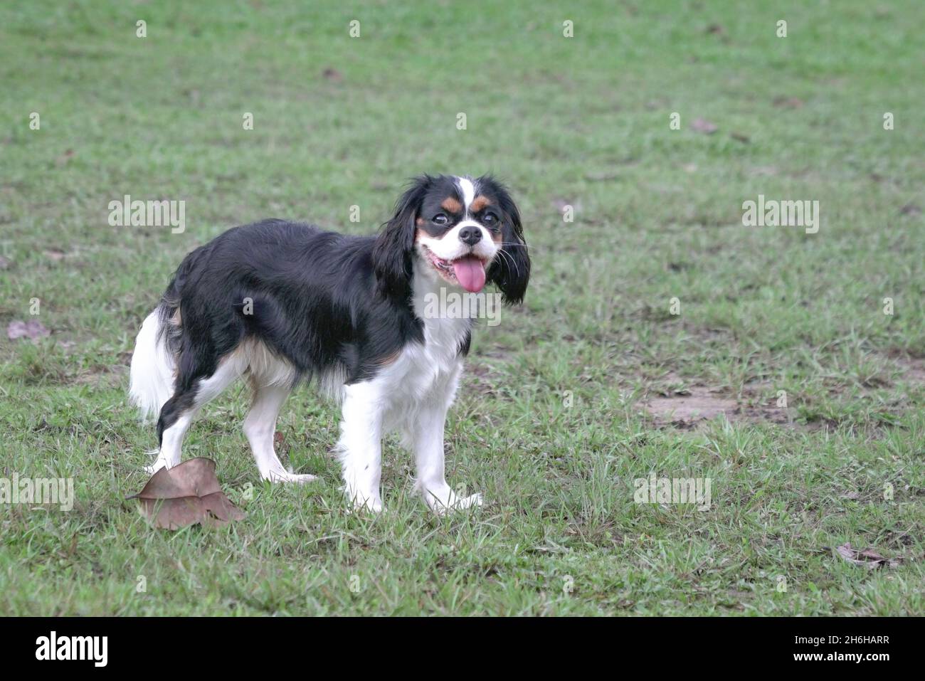 Ritratto di Cocker Spaniel cucciolo in piedi sul prato. Spazio di copia. Foto Stock