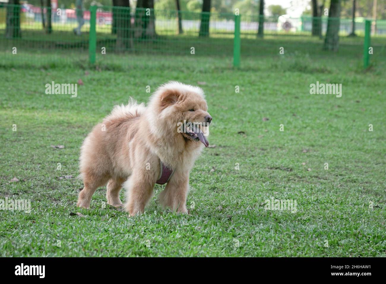 Chow Chow cane in piedi su erba verde. Spazio di copia. Foto Stock