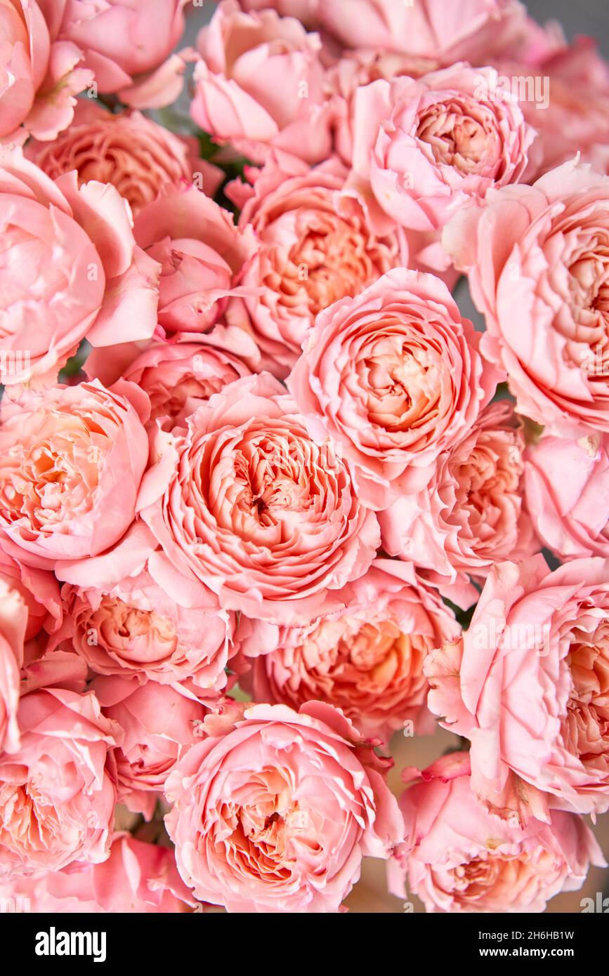 Tappeto floreale, texture floreale, concetto di negozio. Bella fiori  freschi rose in fiore, rose spray. Fiore in vasi e secchi. Vista dall'alto  Foto stock - Alamy