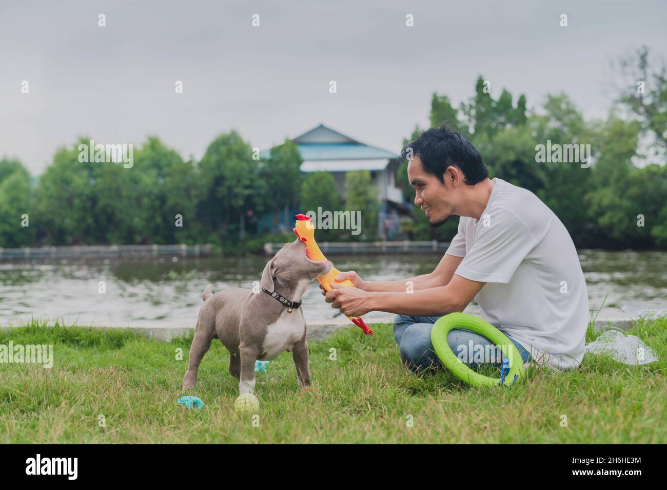 Uomo che gioca con cane cucciolo bullo dell'Amrican Foto Stock