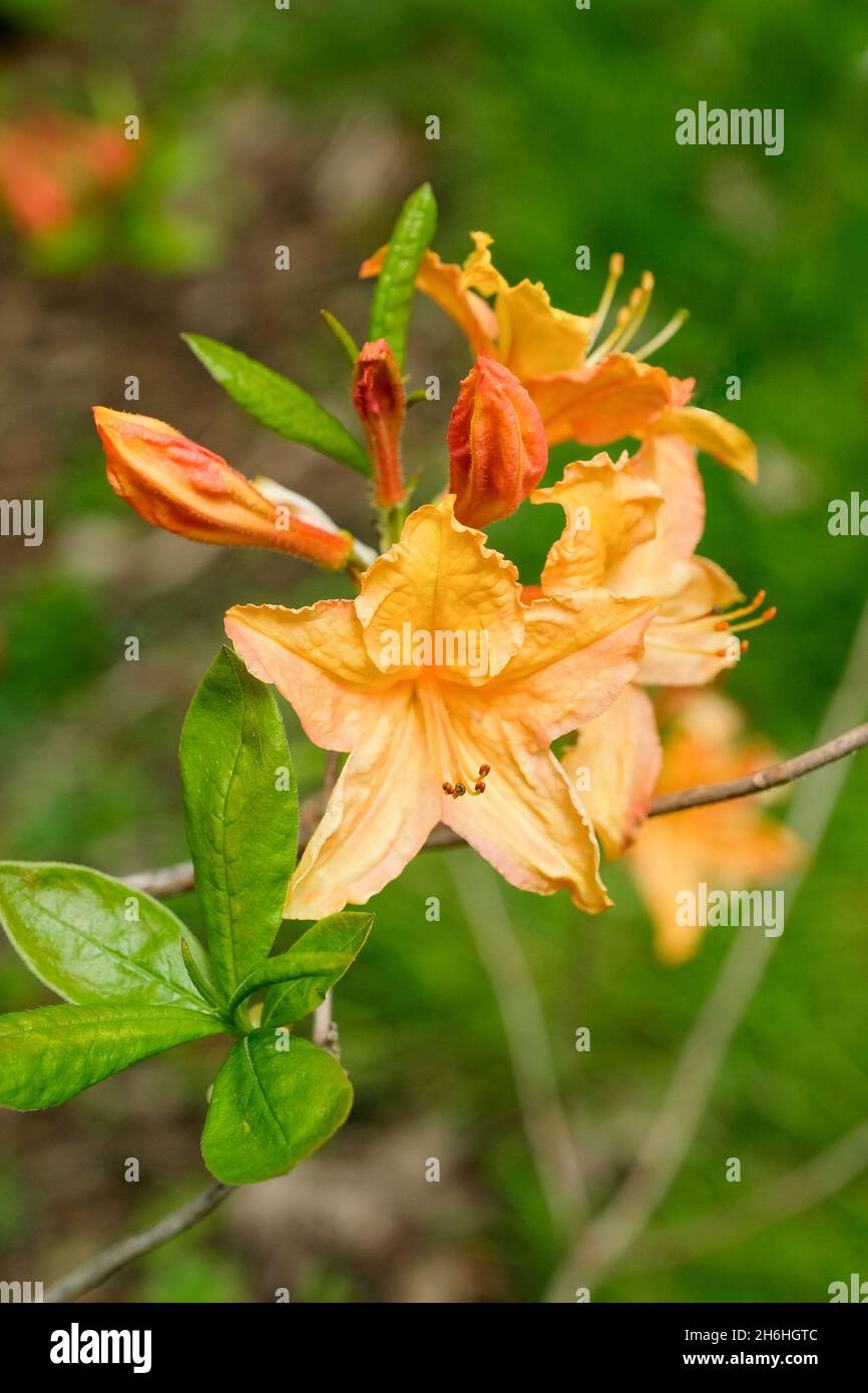 Rhododendron 'Golden Lights', azalea decidua 'Golden Lights', Azalea 'Golden Lights'. Fiori di arancio chiaro a fine primavera/inizio estate Foto Stock