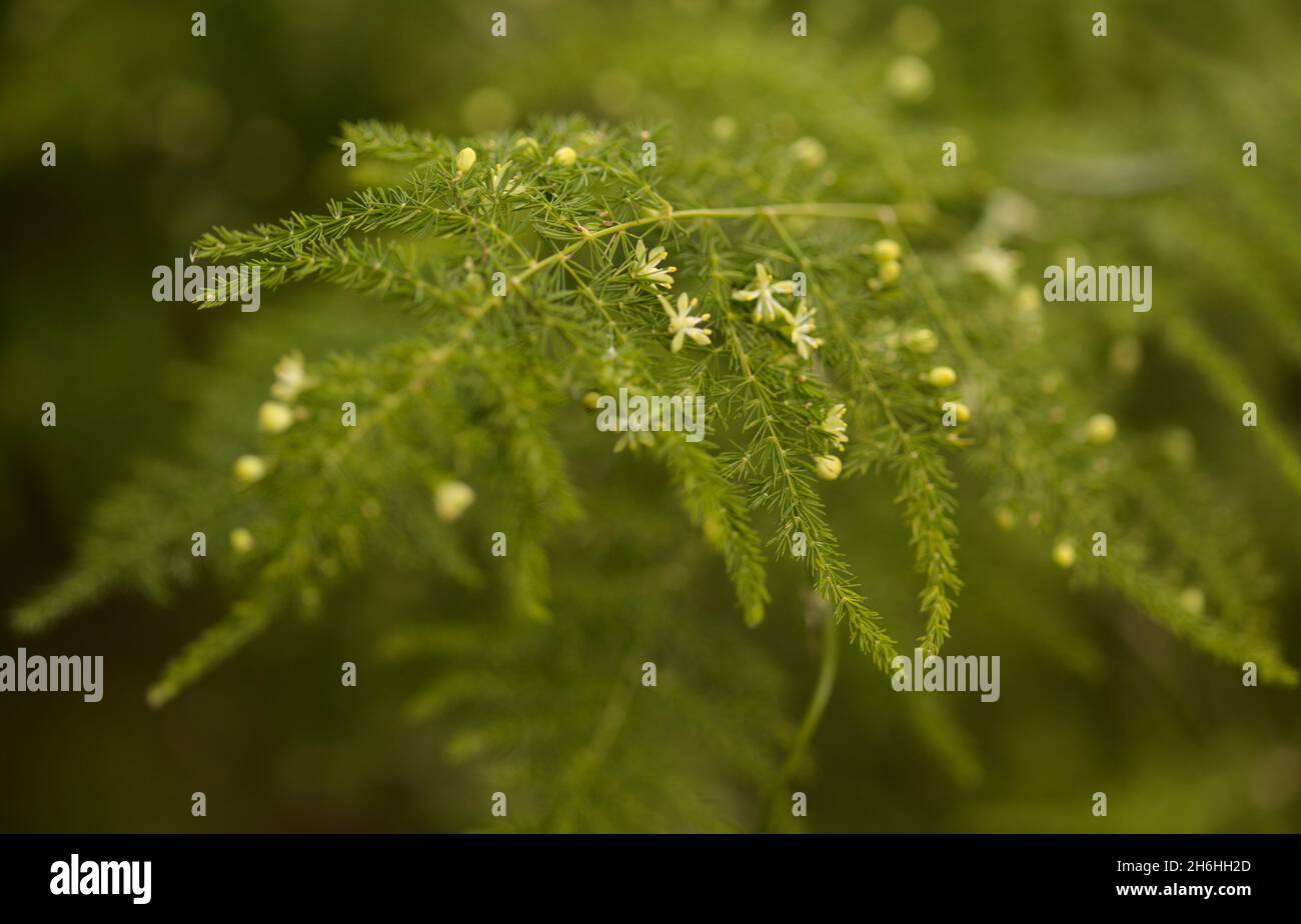 Flora di Gran Canaria - Asparagus setaceus, comunemente noto come comune asparagus feln, fuga giardino sulle Isole Canarie, macro sfondo naturale Foto Stock