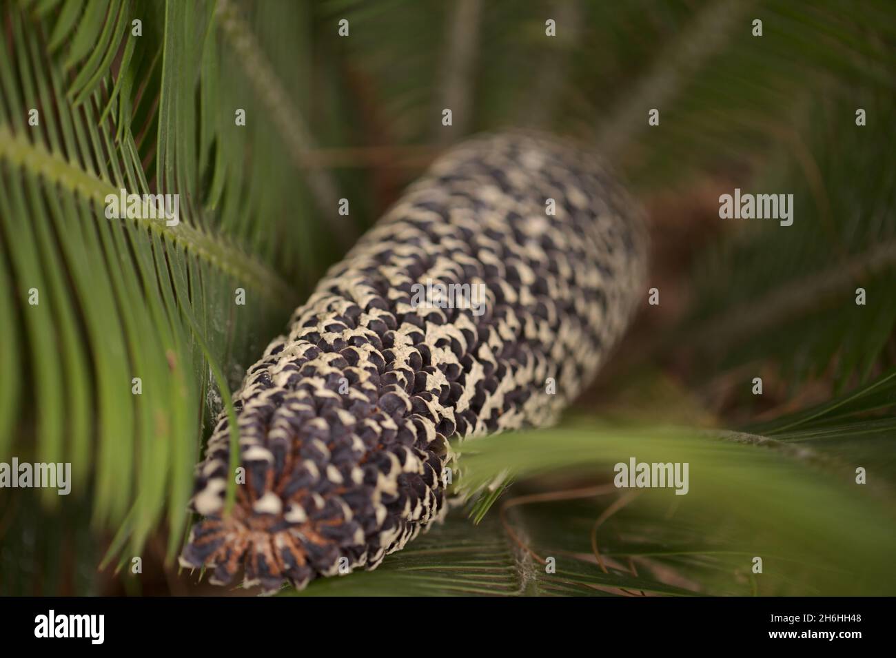 Cono di Dioon edule, il dioon di castagno, sfondo naturale macro floreale Foto Stock Cono di Dioon edule, il dioon di castagno, sfondo naturale macro floreale Foto Stock