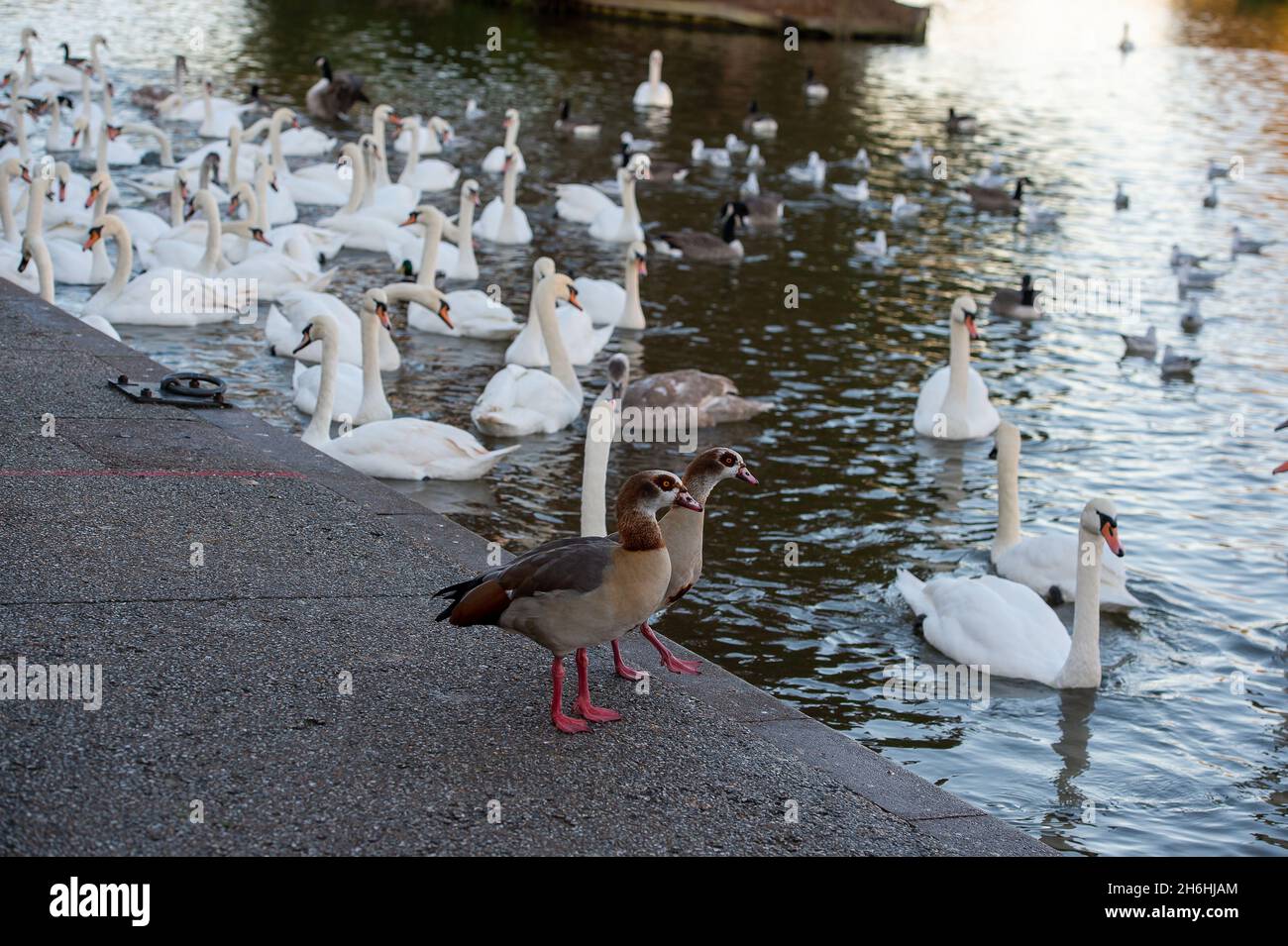 Windsor, Berkshire, Regno Unito. 9 novembre 2021. Alba sul Tamigi. Il gregge di cigni sul Tamigi a Windsor questa mattina era molto affamato, perché si misero a scricchiare di pane dalla gente del posto che li nutrivano. L'influenza aviaria tragicamente è stata trovata in un gregge di cigni a Stratford-upon-Avon. Per fortuna il gregge di cigni di Windsor rimane in ordine al momento. Credit: Maureen McLean/Alamy Foto Stock