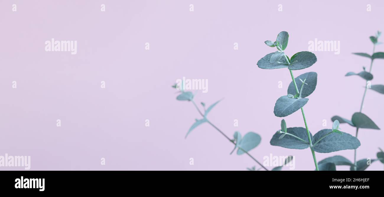 Il giovane Eucalyptus gunnii lascia da vicino su uno sfondo di lavanda con spazio copia come sfondo naturale Foto Stock