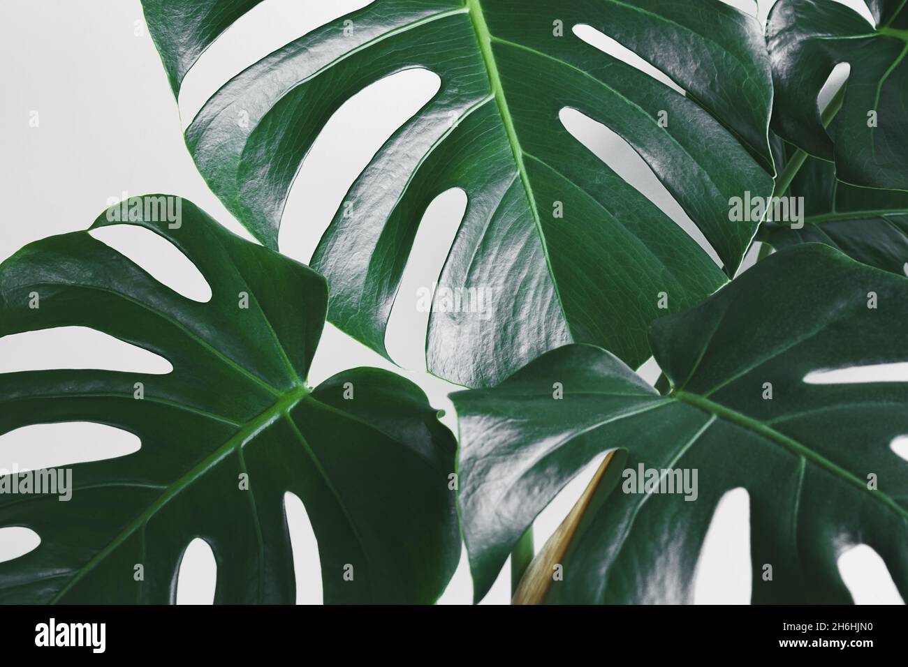 Foglie verdi di Monstera deliciosa o di formaggio svizzero come sfondo tropicale naturale Foto Stock