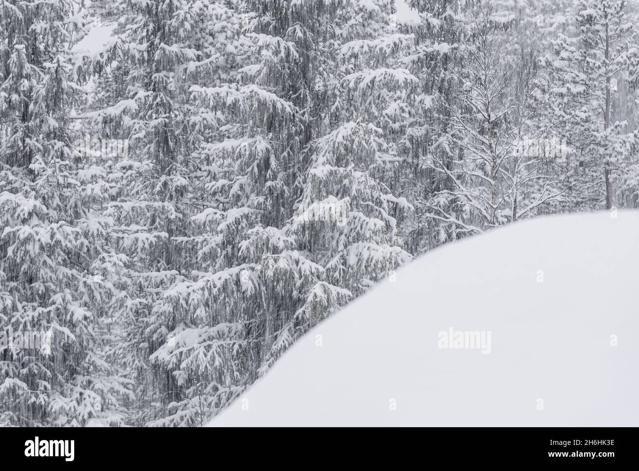 Nevicate nella foresta invernale Foto Stock