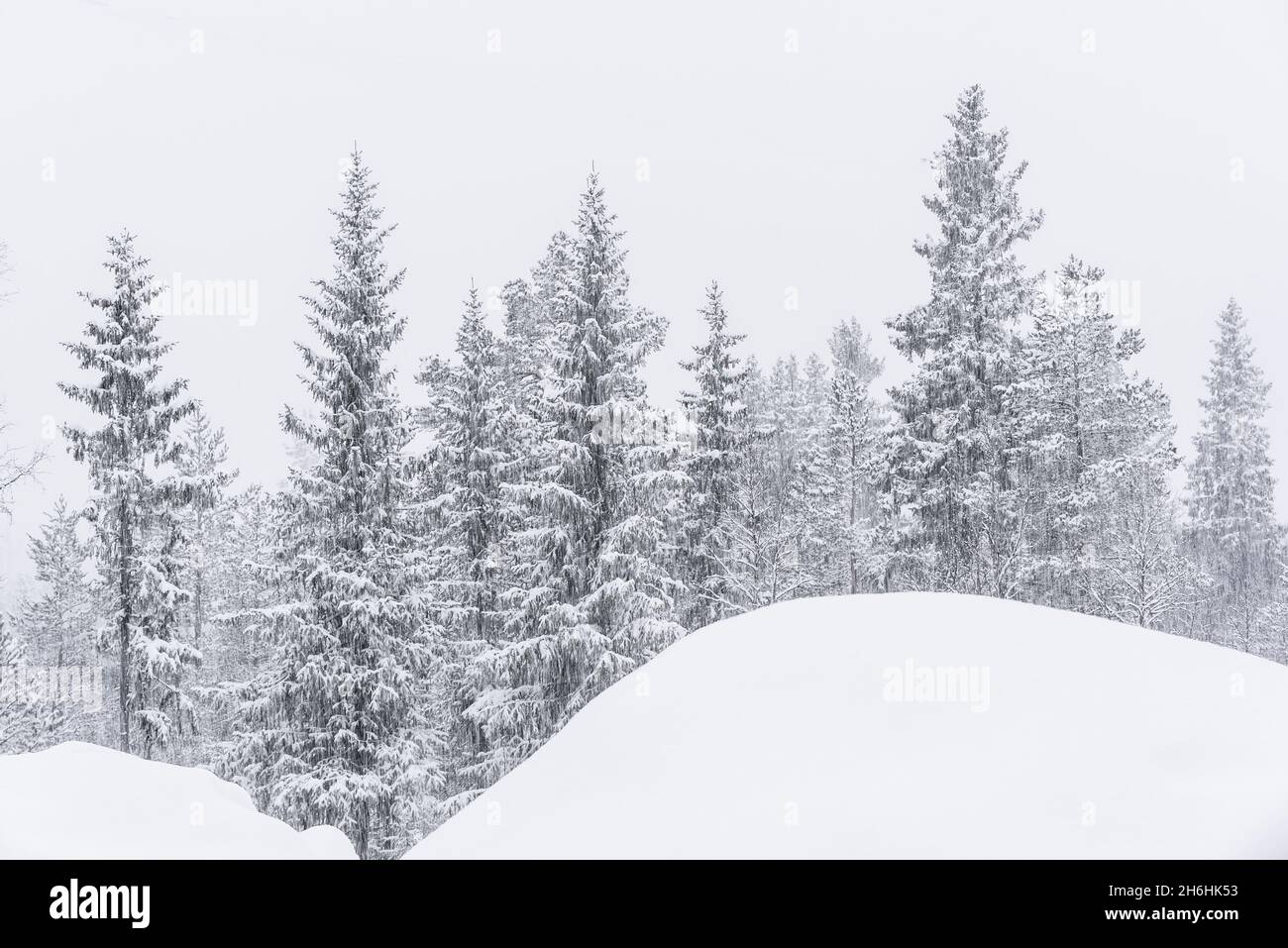 Nevicate nella foresta invernale Foto Stock