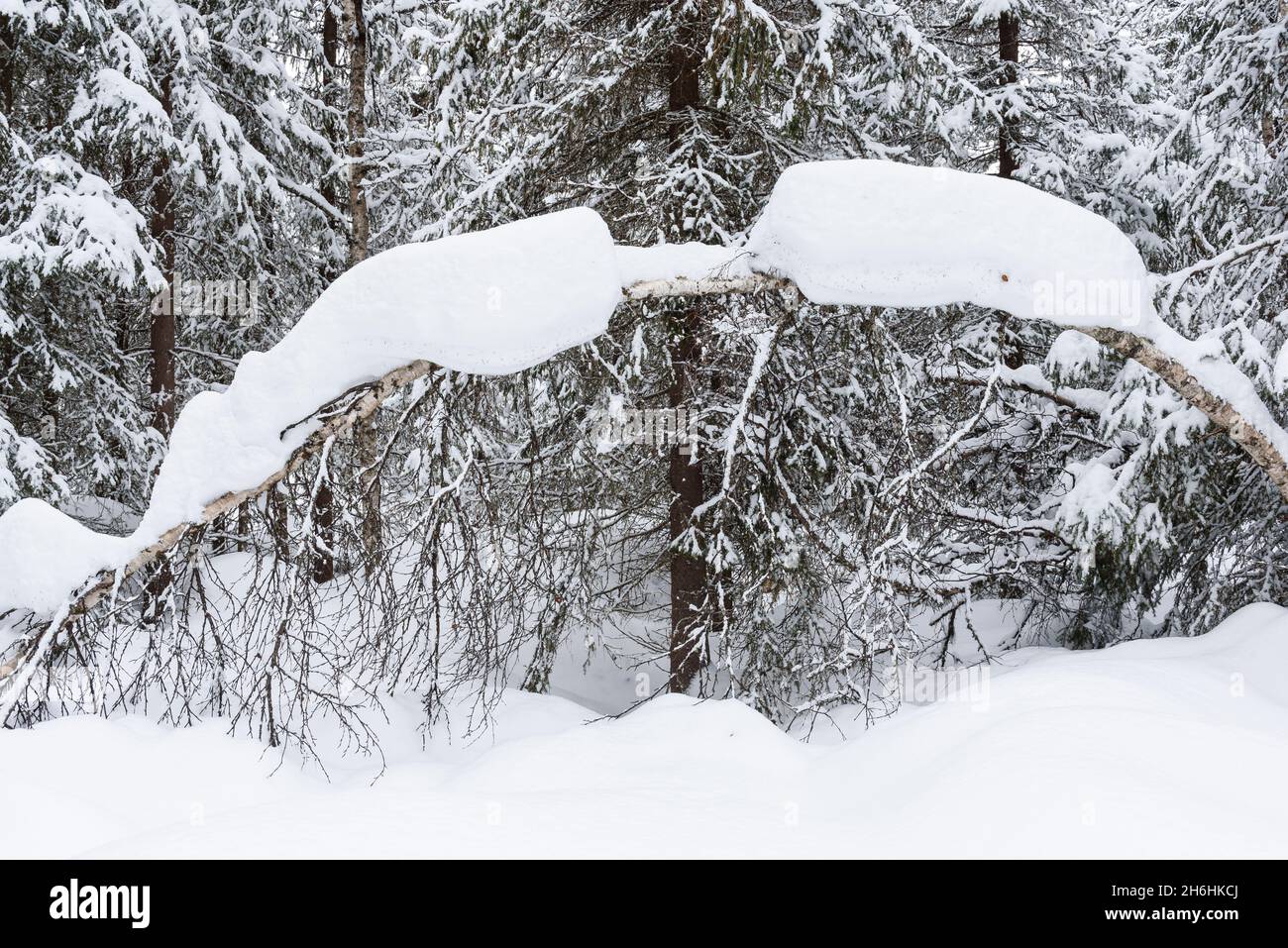 Coperta di neve foresta in inverno Foto Stock
