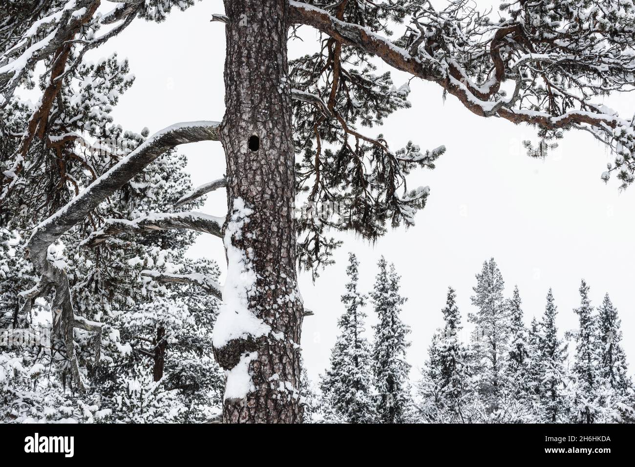 Coperta di neve foresta in inverno Foto Stock