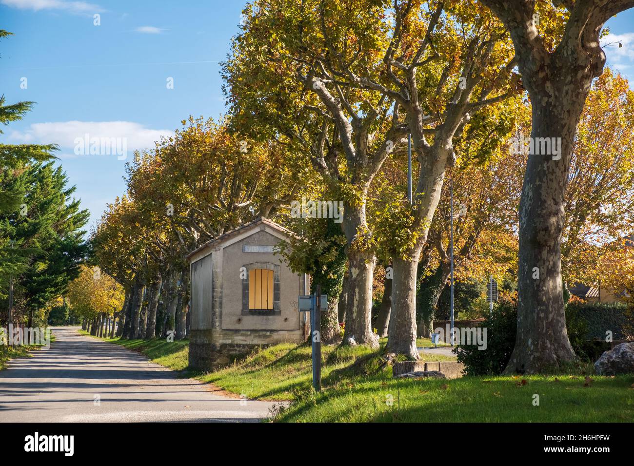 L'autunno lascia sul viale di Chemin de Chaudabri, nel villaggio di Grillon, Vaucluse, Francia Foto Stock