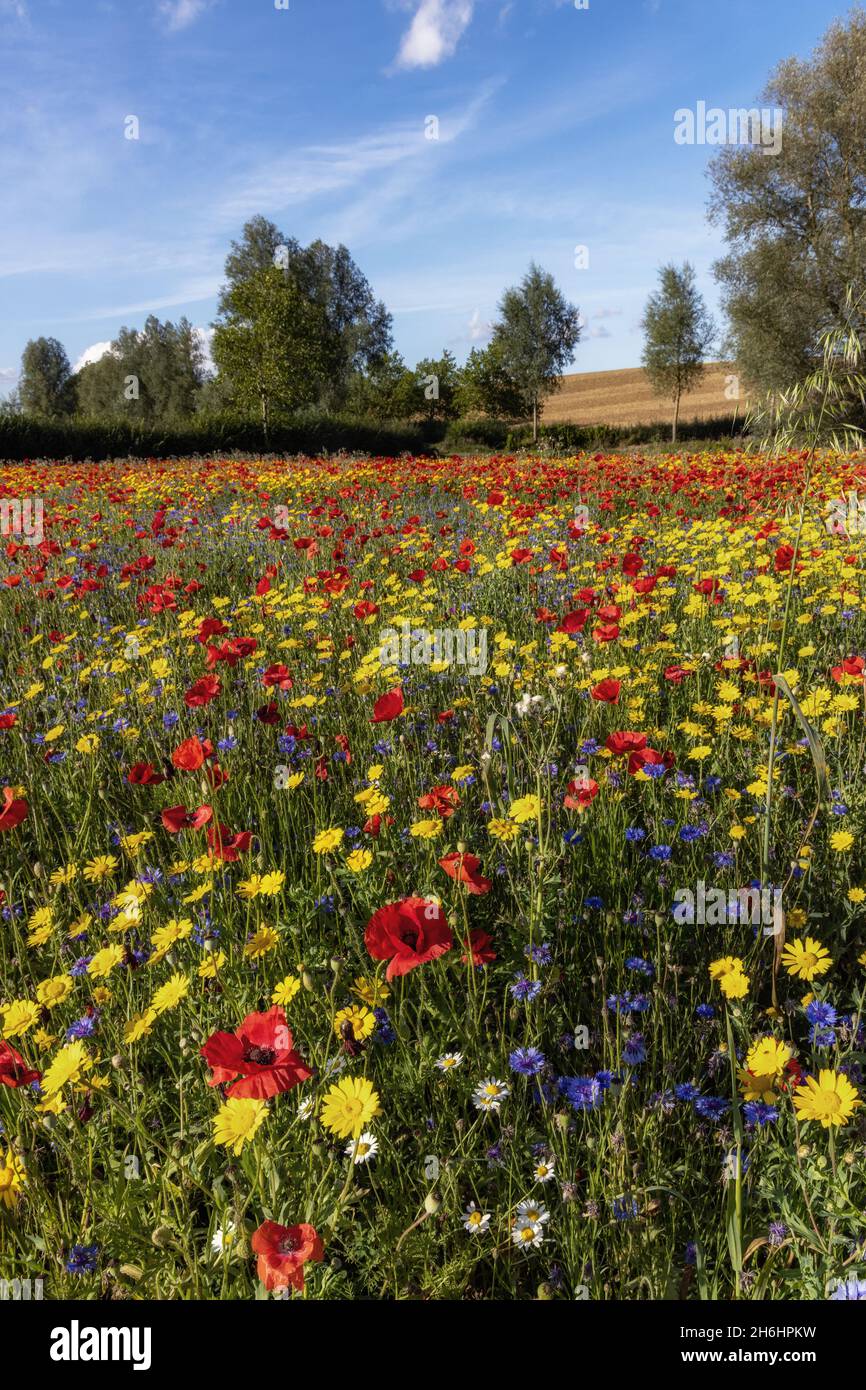 Un bel campo di fiori selvatici colorati a Creaton, nella campagna del Northamptonshire. Foto Stock