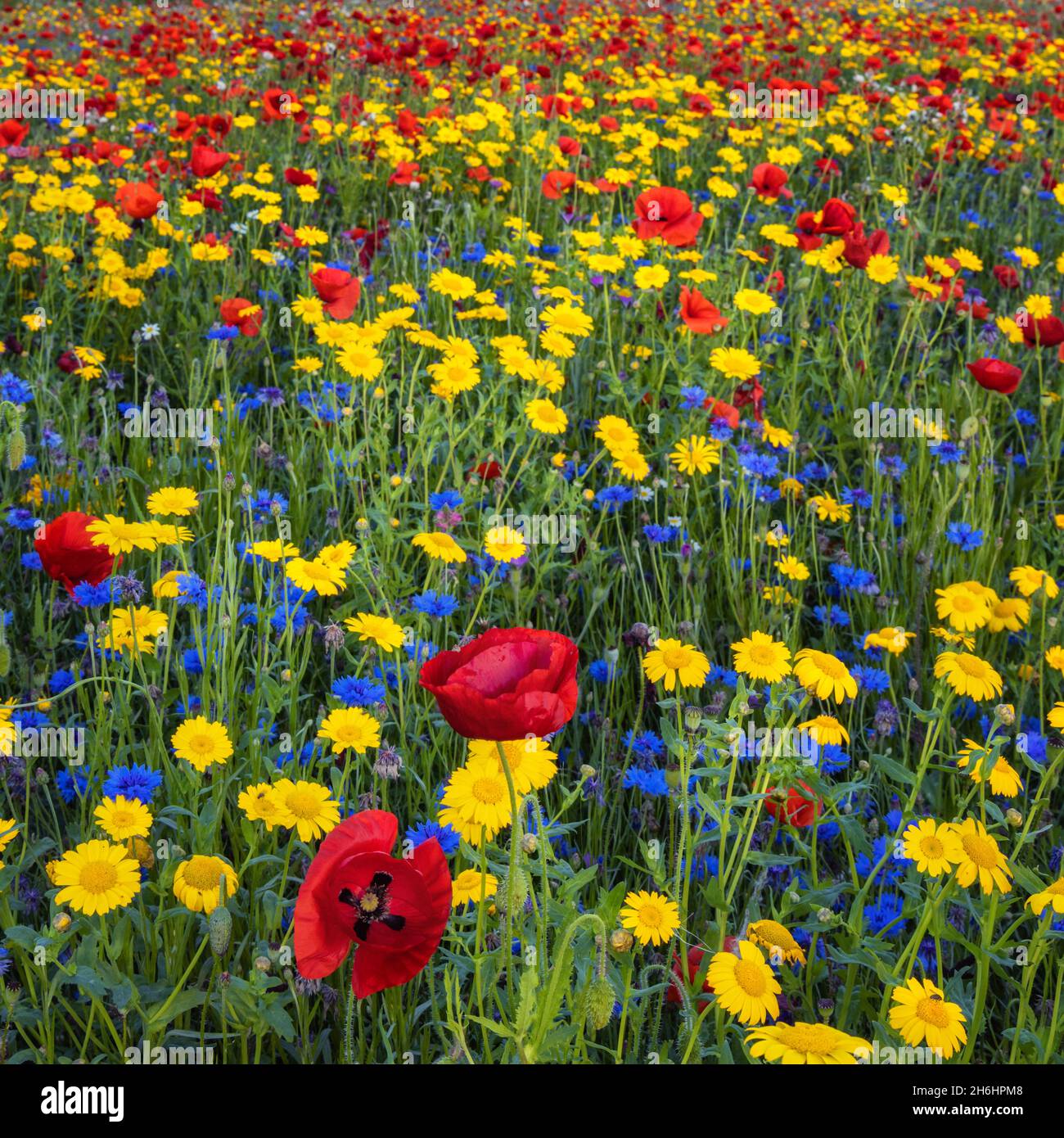Fiori selvatici colorati a Creaton in un prato di fiori selvatici a Creaton nella campagna del Northamptonshire. Foto Stock