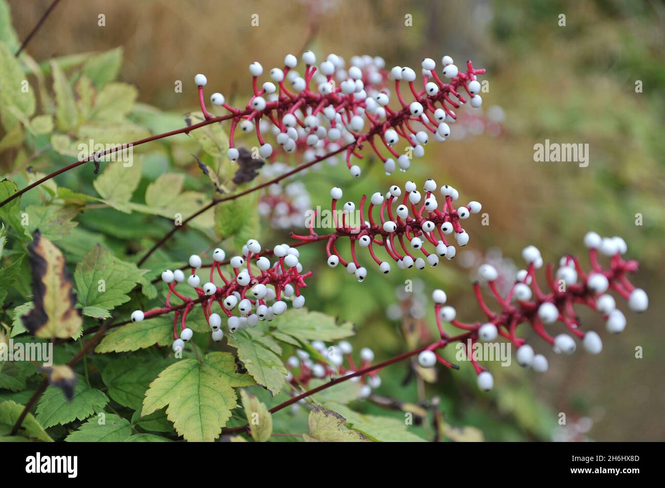 La bacca bianca (Actaea pachypoda) porta frutti neri in un giardino nel mese di settembre Foto Stock