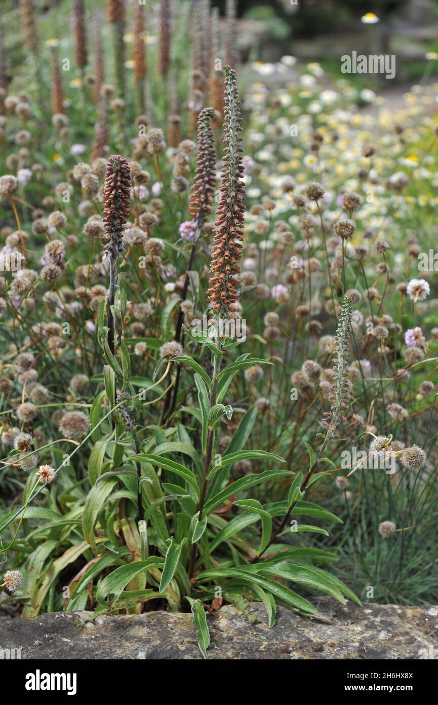 A giugno fiorisce il guanto piccolo (Digitalis parviflora) in un giardino Foto Stock