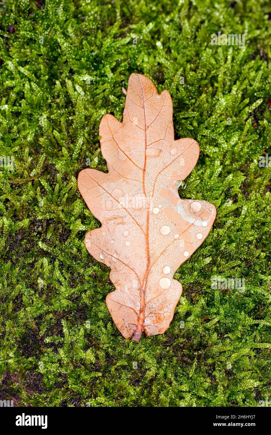 Simbolo foto autunno , foglia di quercia su muschio Foto Stock