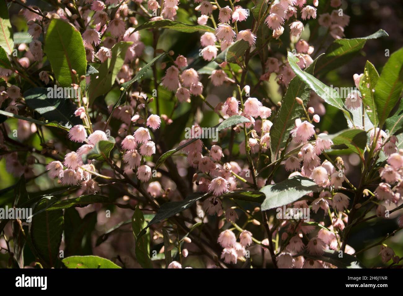Fiore rosa denso della cenere di mirtillo australiana (Elaeocarpus reticulatus, quandong di cenere). Fiori minuscoli in primavera nel Queensland, Australia. Foto Stock