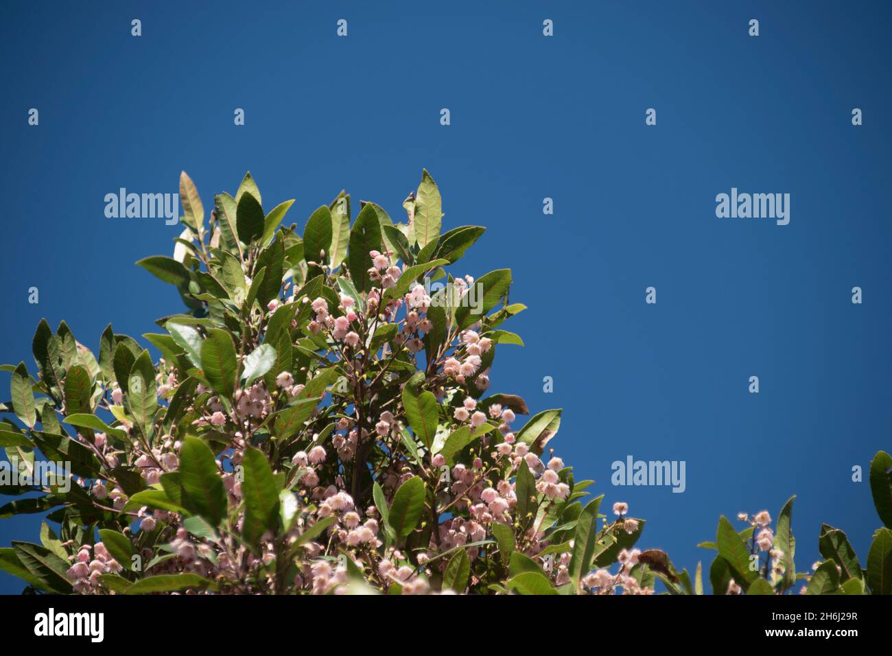 Cima della cenere di mirtillo australiano (Elaeocarpus reticulatus, quandong di cenere) con profusione di fiore rosa, contro un cielo blu. Spazio di copia. Foto Stock
