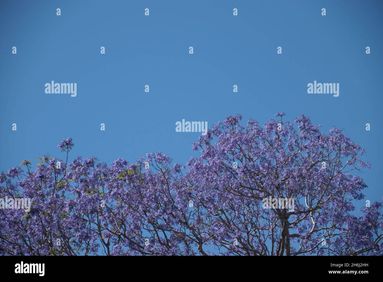 Fieno viola di jacarada (jacaranda mimosifolia) fiore della cima dell'albero contro un cielo blu. Primavera, Queensland, Australia. Spazio di copia, sfondo. Foto Stock