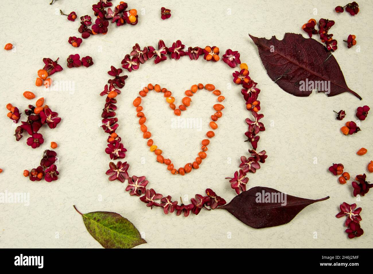 Cuore e cerchio fatti dai semi dell'albero del mandrino insieme ad alcune foglie Foto Stock