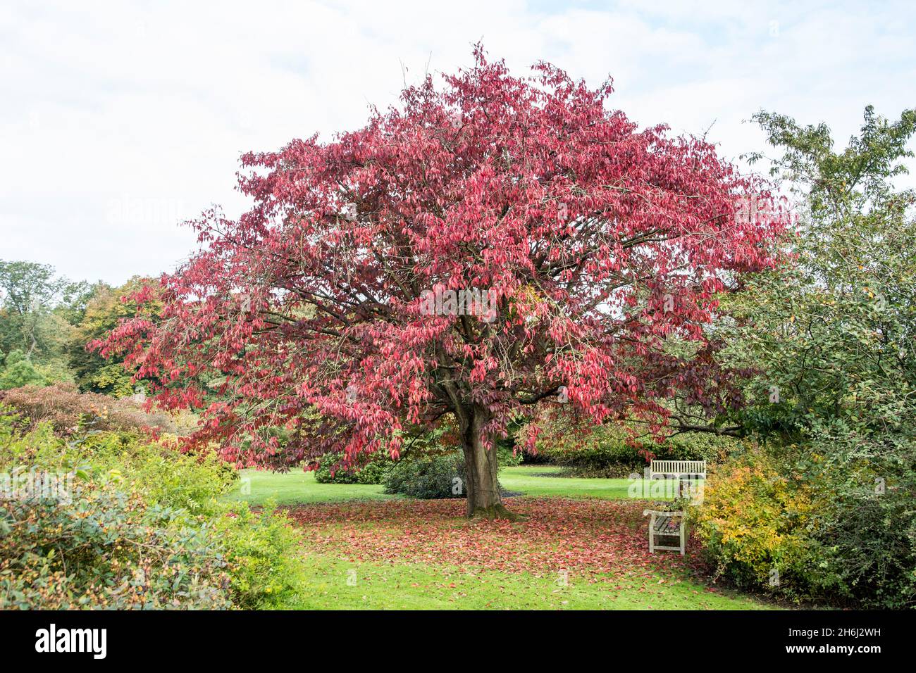 Prunus sargentii in colori autunnali Foto Stock
