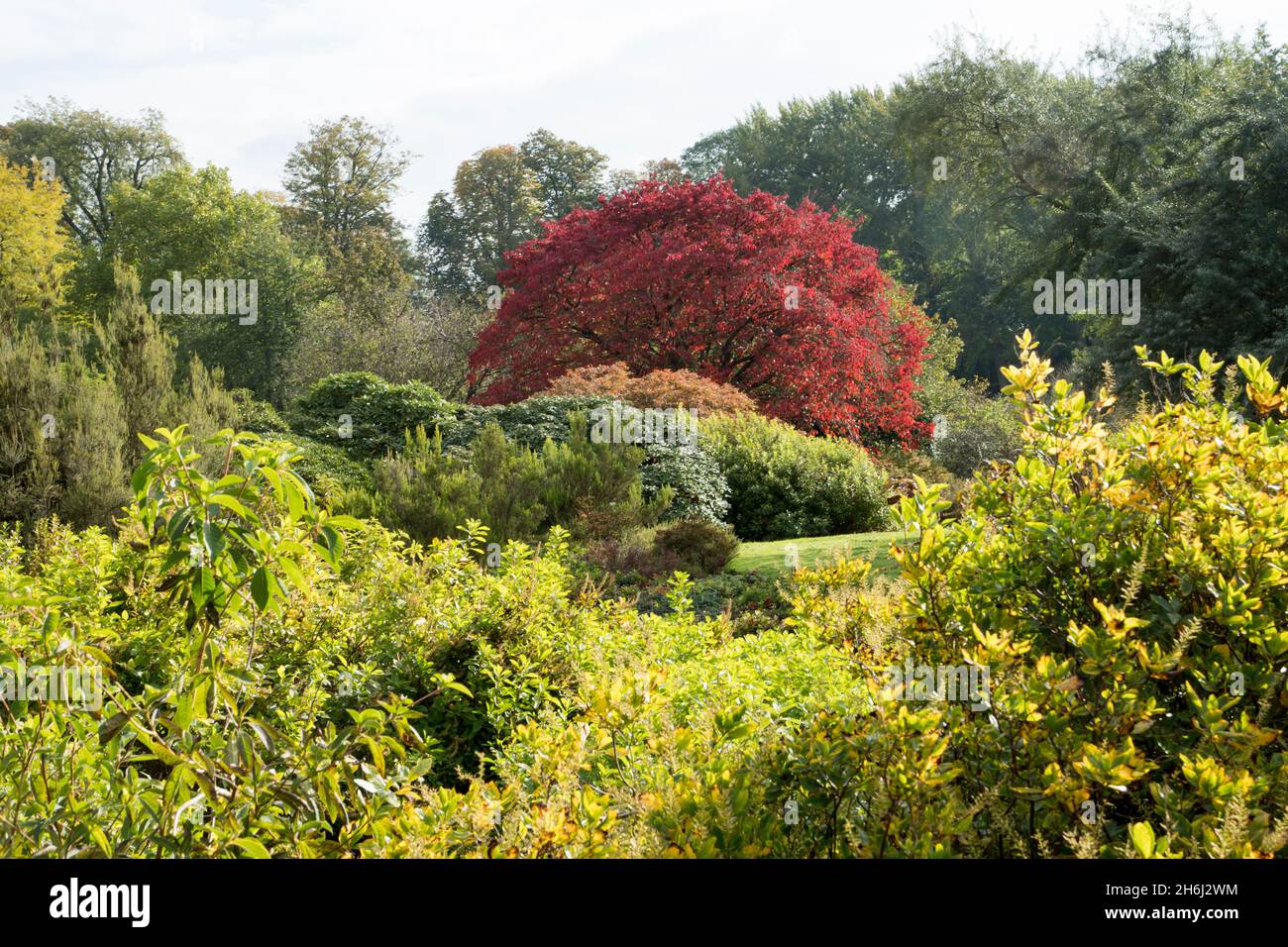 Autunno nel giardino botanico del Belgio a Meise Foto Stock
