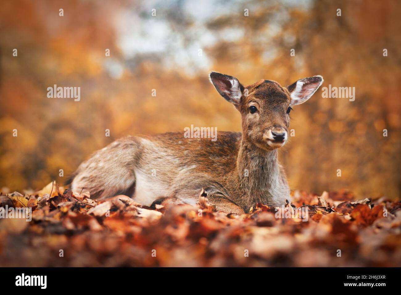 Giovane cervo fiato europeo adagiato nella foresta autunnale Foto Stock