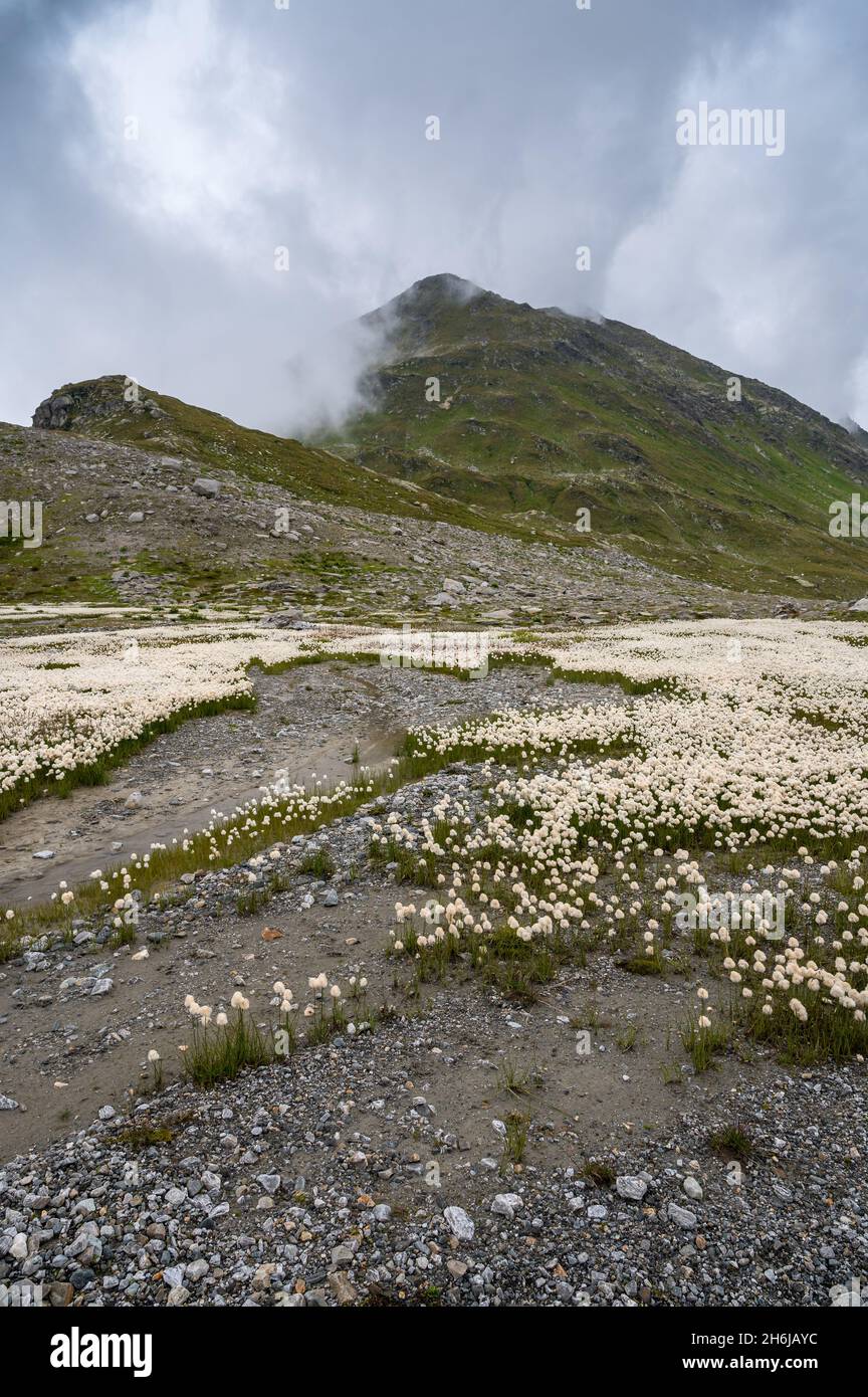 Prato pieno di cottongrass bianco (Eriophorum scheuchzeri) in Val Maighels Foto Stock