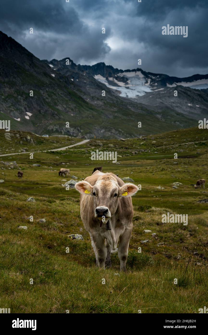 Ritratto di una giovane vacca nelle alpi svizzere in Val Maighels, Surselva Foto Stock
