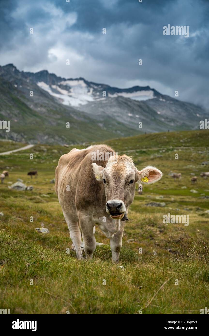 Ritratto di una giovane vacca nelle alpi svizzere in Val Maighels, Surselva Foto Stock