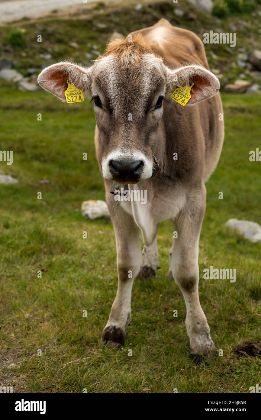 ritratto di una giovane vacca nelle alpi svizzere Foto Stock